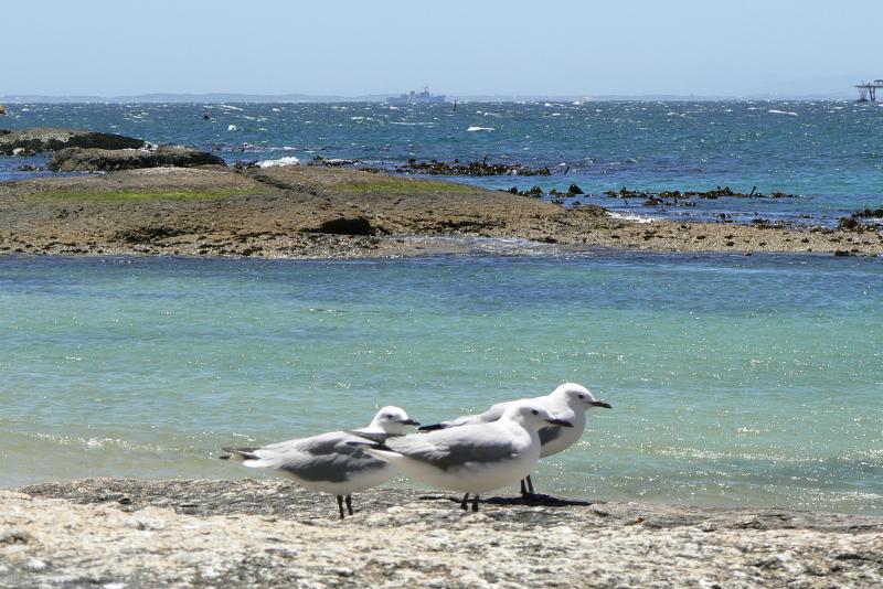 51 PENISOLA DEL CAPO Boulder s Beach